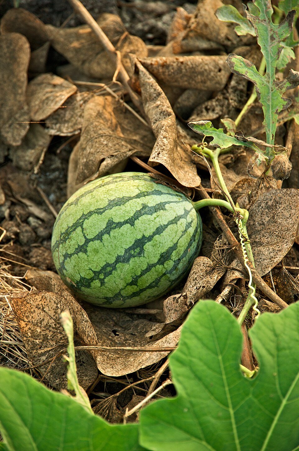 Watermelon Exporters, Wholesaler & Manufacturer | Globaltradeplaza.com