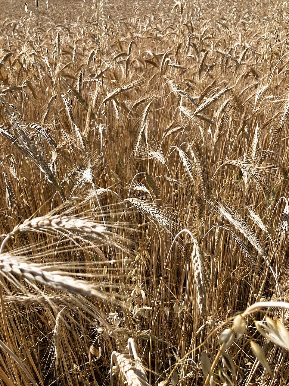 Wheat Exporters, Wholesaler & Manufacturer | Globaltradeplaza.com