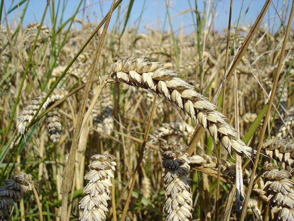 resources of Whole Wheat Naan exporters