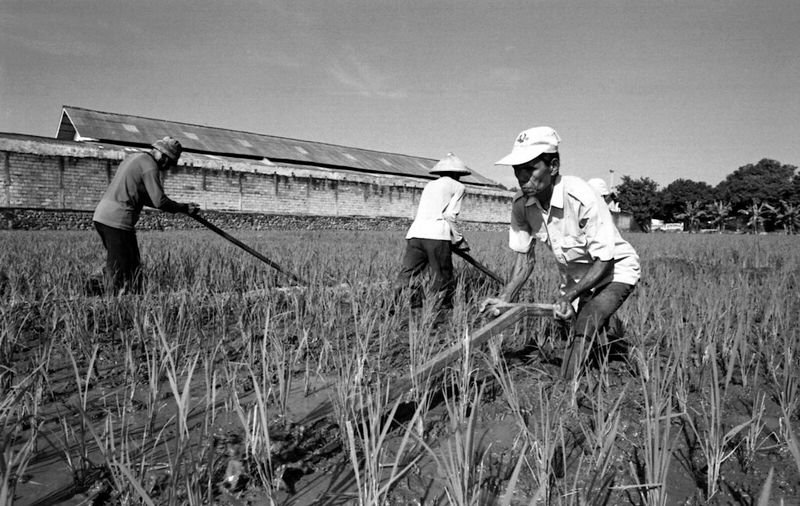 resources of Long grain white rice exporters