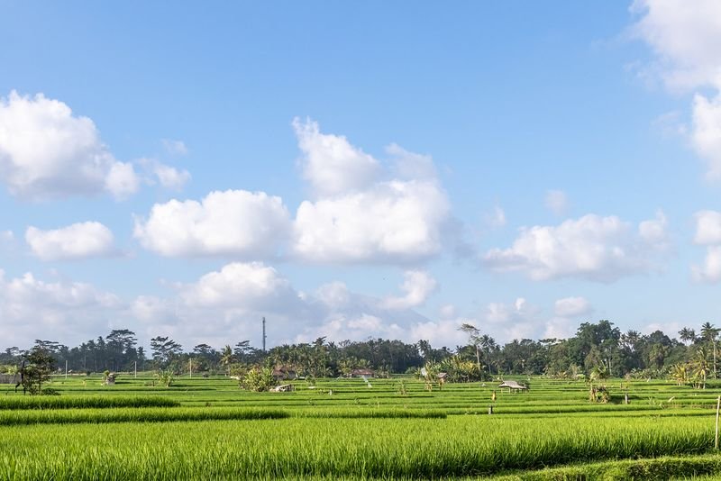 resources of White Raw Rice exporters