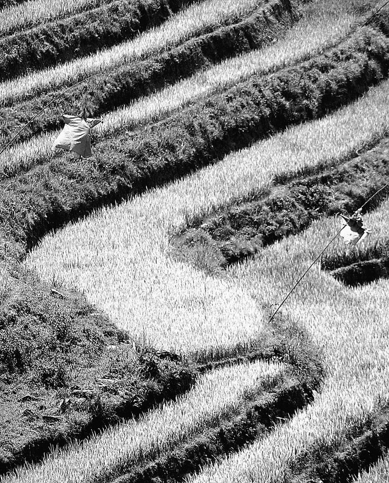 resources of Rice exporters