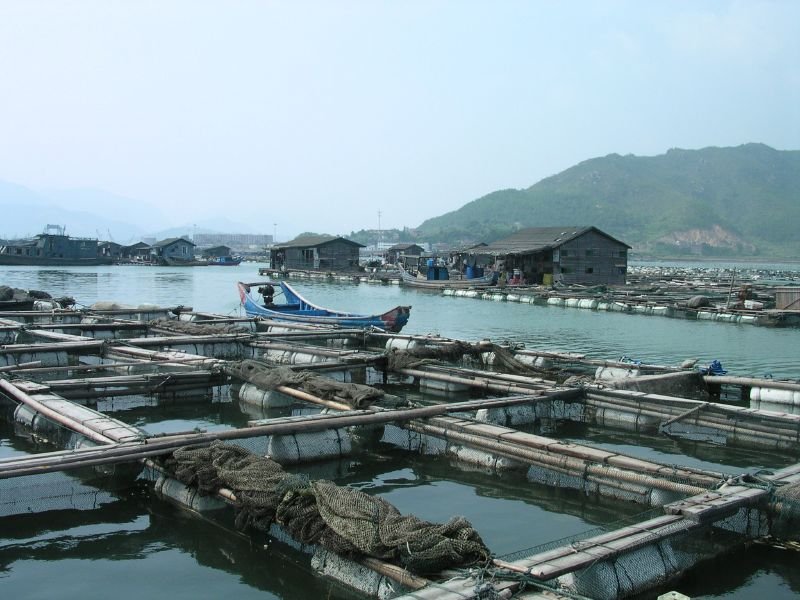 resources of Eruptive 1.5 Kw Surge Aerator For Aquaculture exporters