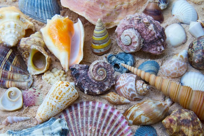 resources of Large Trumpet Trition Shell And Other Seashells exporters
