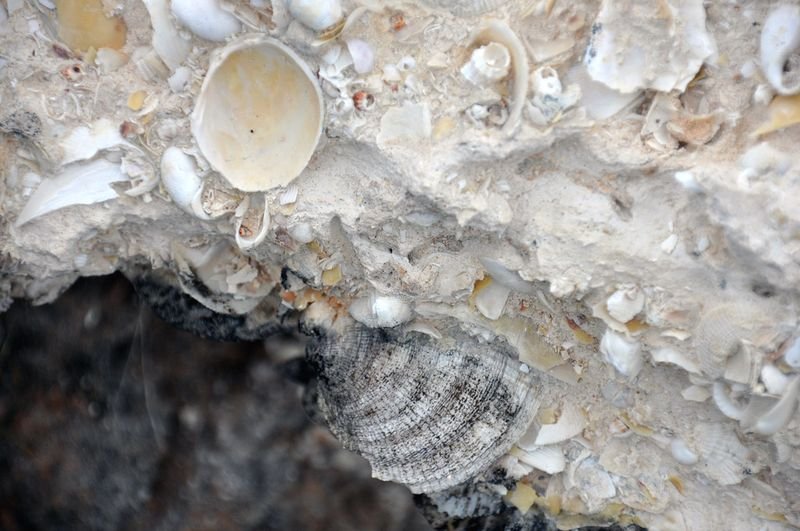 resources of Murex Operculum Seashell exporters