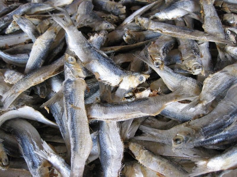 resources of Dried fish exporters
