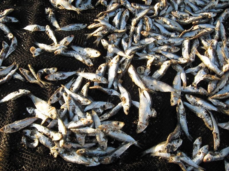 resources of Dried Anchovies exporters