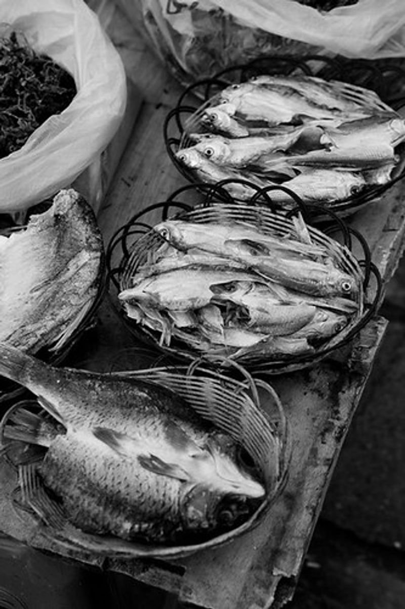 resources of High Quality Dried Fish Maw exporters resources of High Quality Dried Fish Maw exporters
