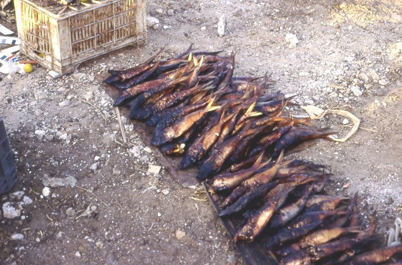 resources of Dried Herring Fish exporters resources of Dried Herring Fish exporters