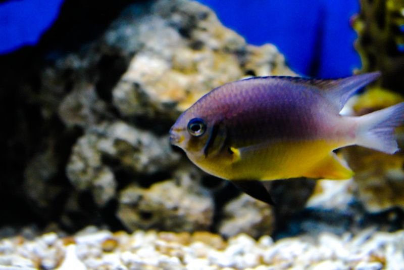 resources of Fish exporters