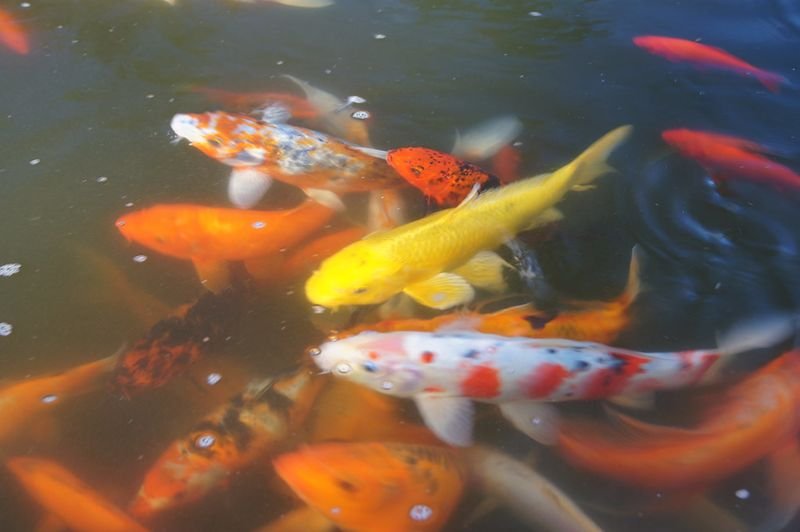 resources of Fish exporters