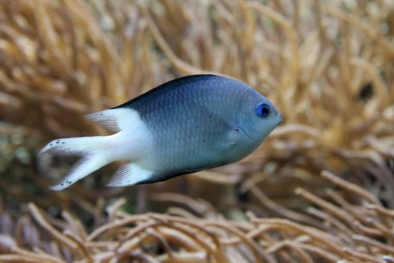 resources of Fish exporters