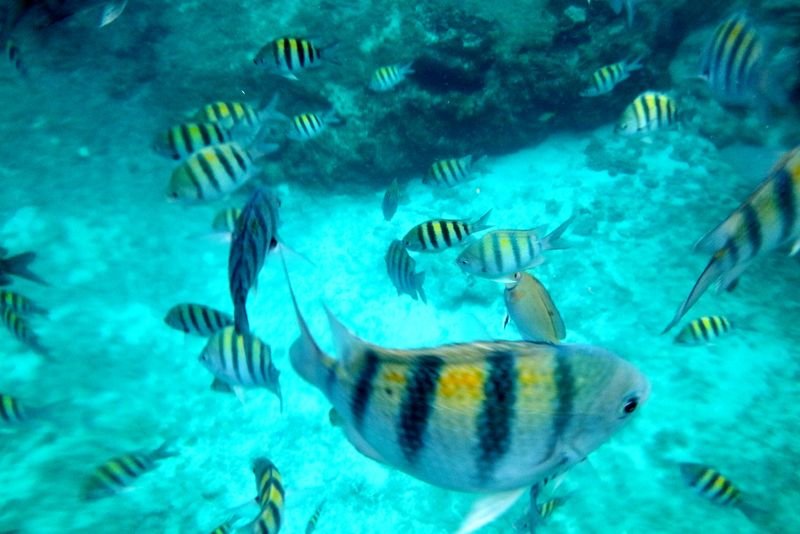 resources of Floating fish exporters