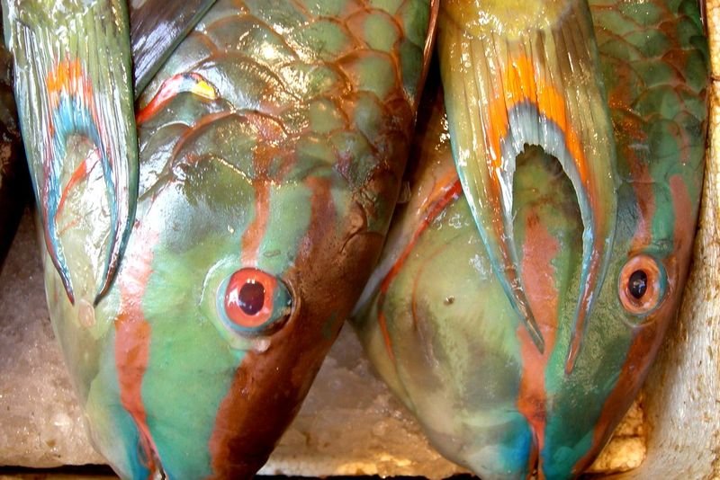 resources of Threadfin Bream Fish exporters