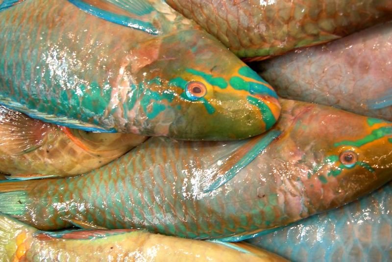 resources of Barramundi Fish exporters resources of Barramundi Fish exporters