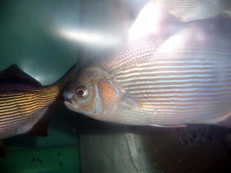 resources of Frozen Golden Threadfin Bream exporters