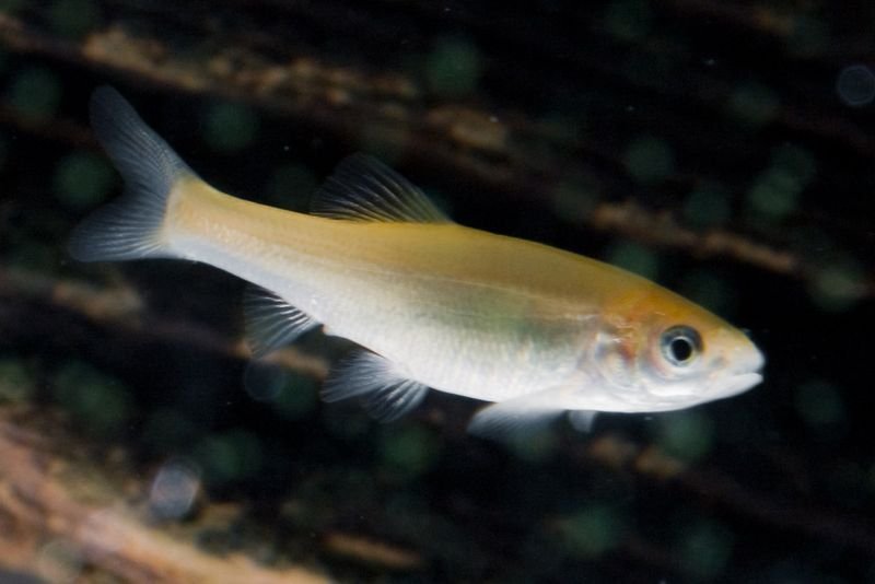 resources of Guppy exporters