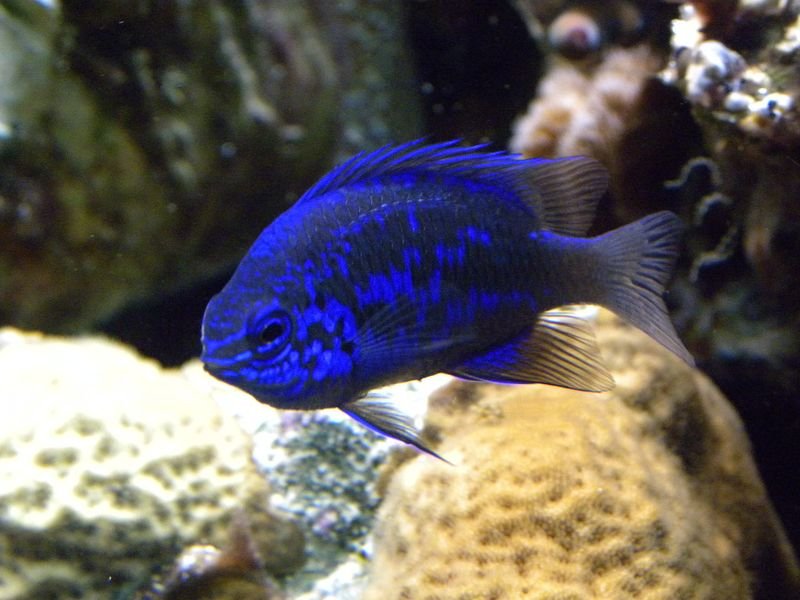 resources of Bonito Fish Whole Round exporters