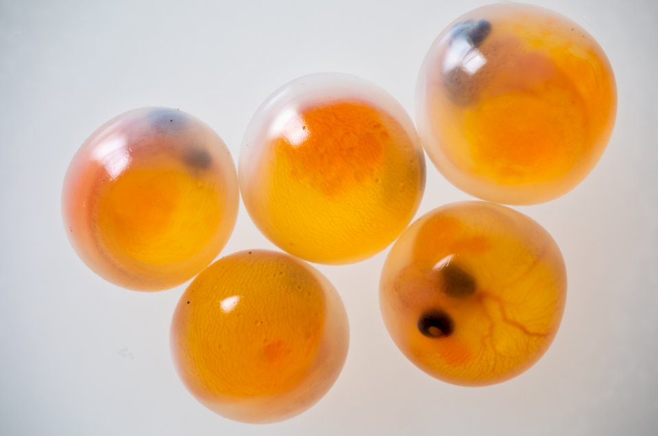 resources of ONYX BALLS exporters