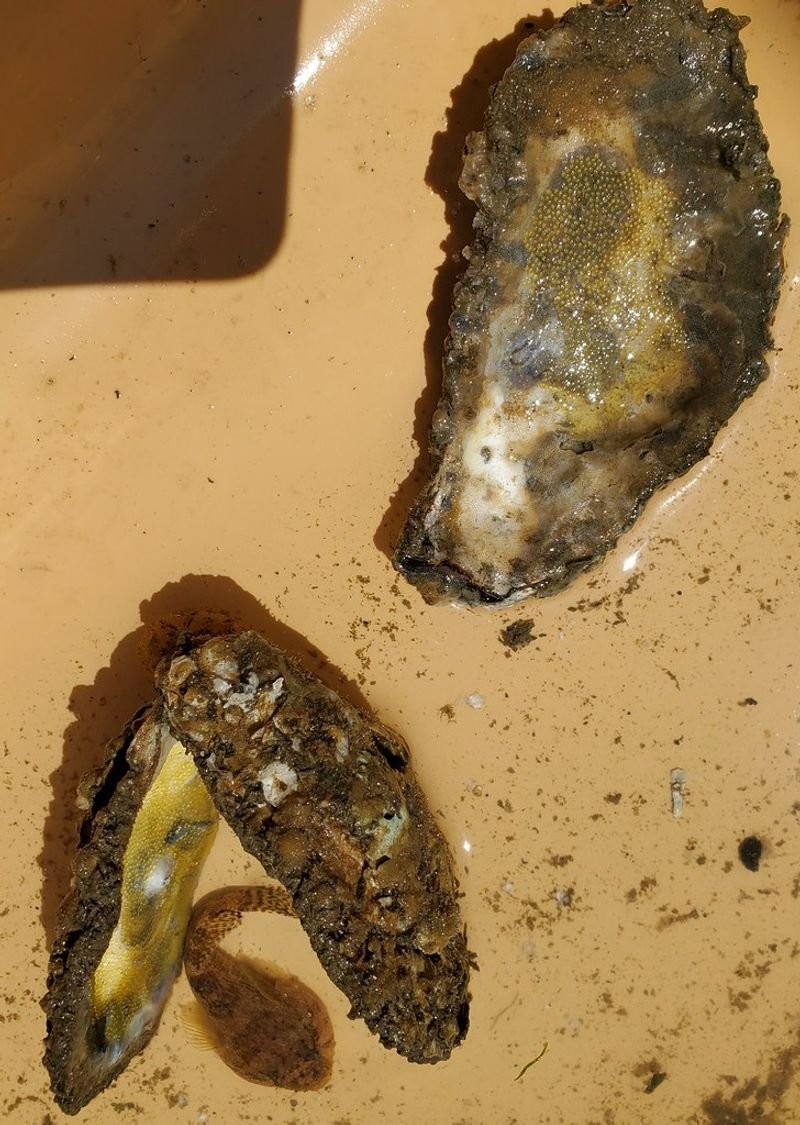 resources of Cat Fish Egg exporters