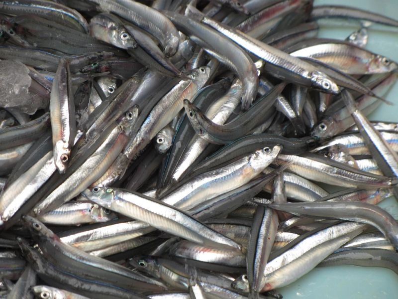 resources of Canned Mackerel exporters