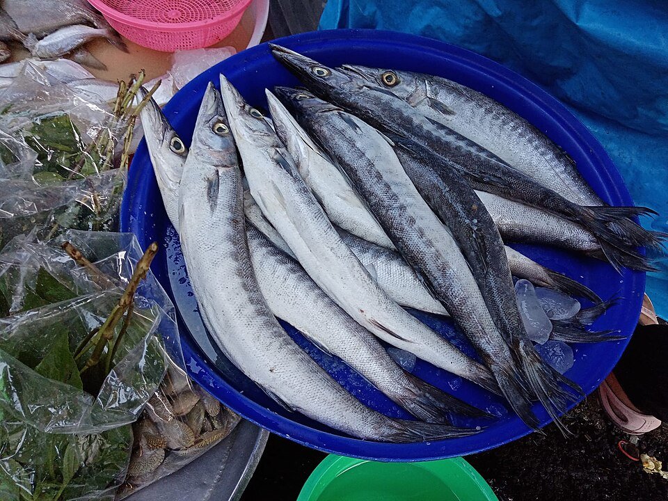 resources of Horse Mackerel exporters