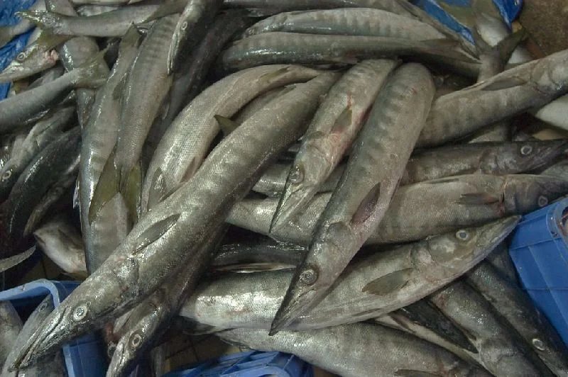 resources of Frozen Razor Clam exporters