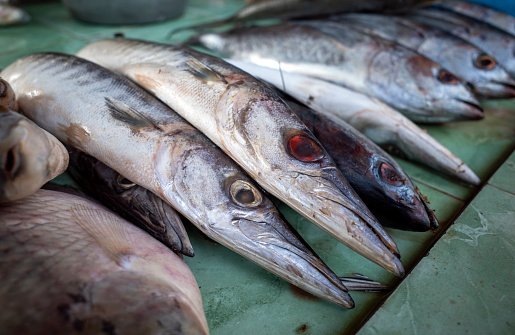 resources of Gaint Squid Fillets exporters