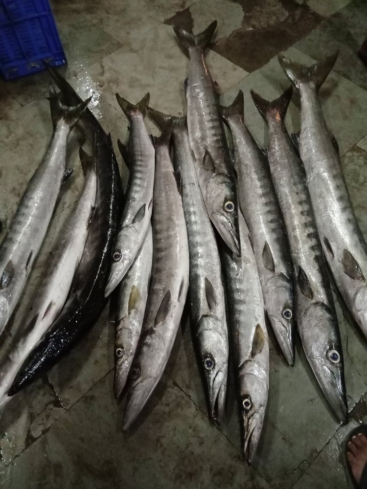 resources of Ghol male fish maws exporters resources of Ghol male fish maws exporters