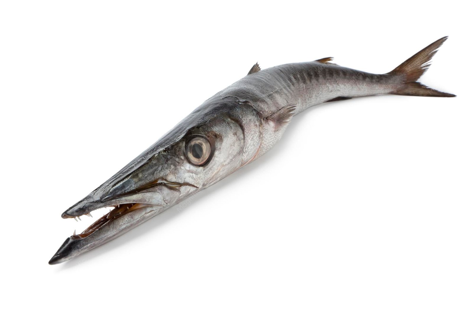 resources of South Pacific Hake (Merluccius Gayi) exporters