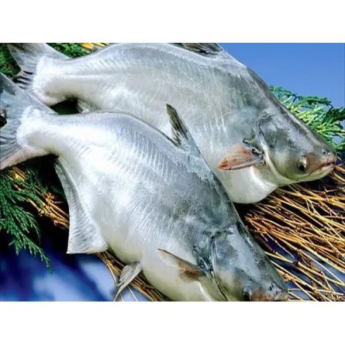 resources of Pangasius/Basa fish products such as well-trimmed fillets, untrimmed fillets, steak, HGT, butterfly, and cube exporters