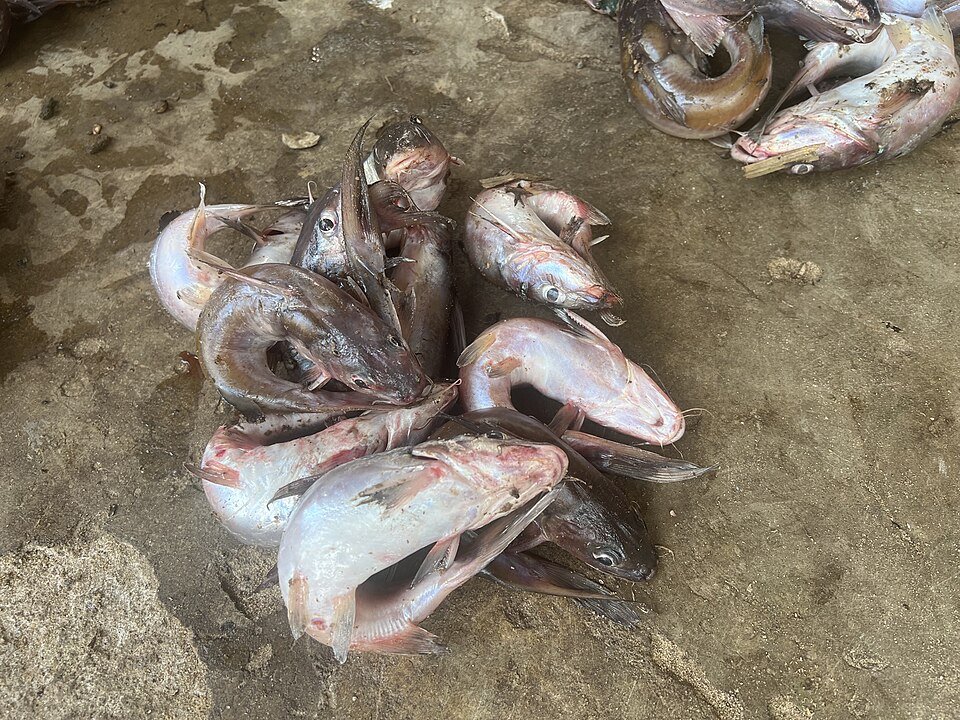 resources of Dried river catfish exporters