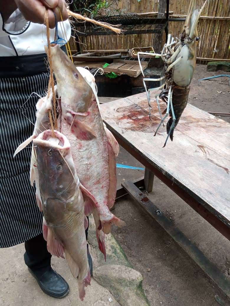 resources of Live Catfish exporters