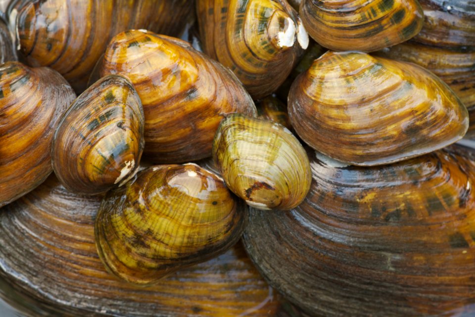 resources of Green mussel exporters