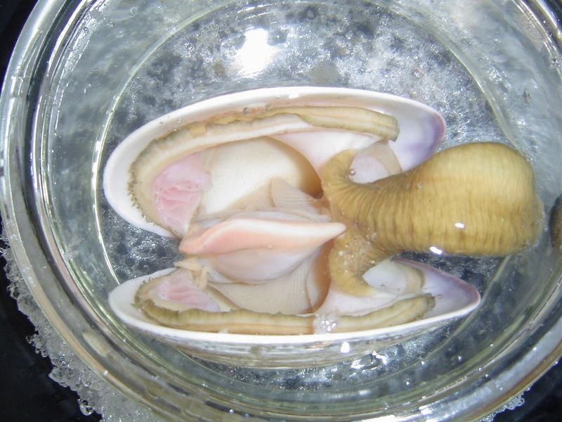 resources of Squid Ring exporters