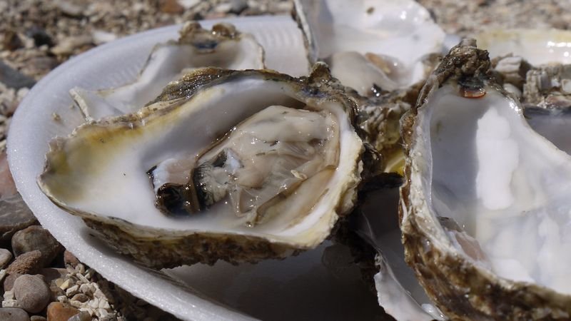 resources of Pacific clams exporters