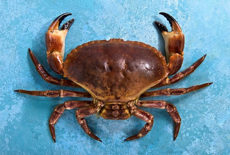 resources of Mud Crab exporters