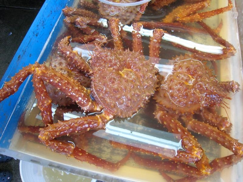 resources of Live mud crabs exporters