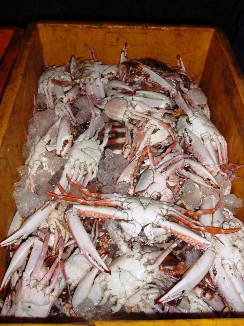 resources of Mud crab exporters