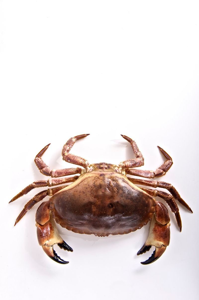resources of Brown Crab exporters