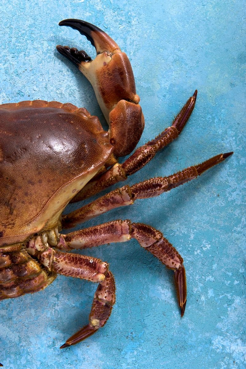 resources of Crab exporters