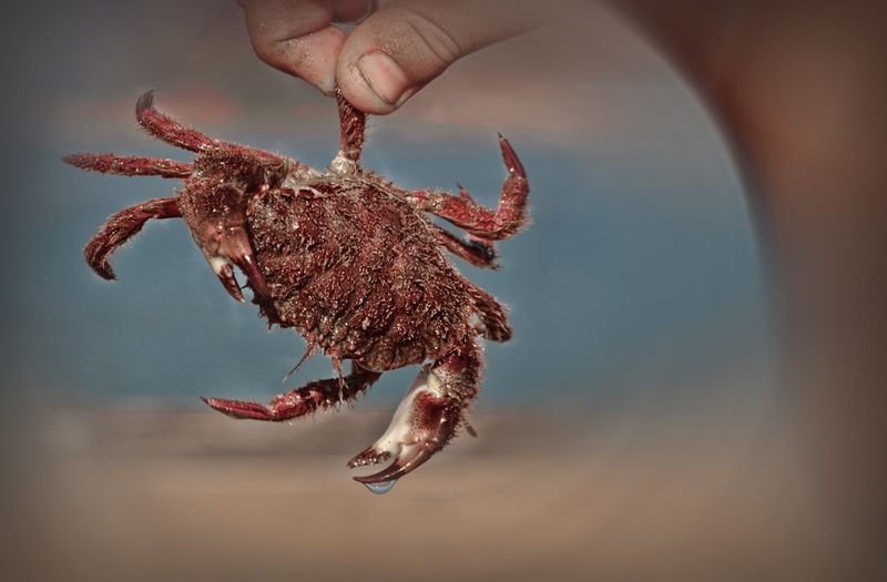 resources of Brown Crab (Cancer pagurus) exporters