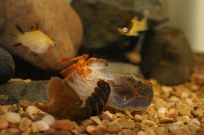 resources of Red ear slider turtle exporters
