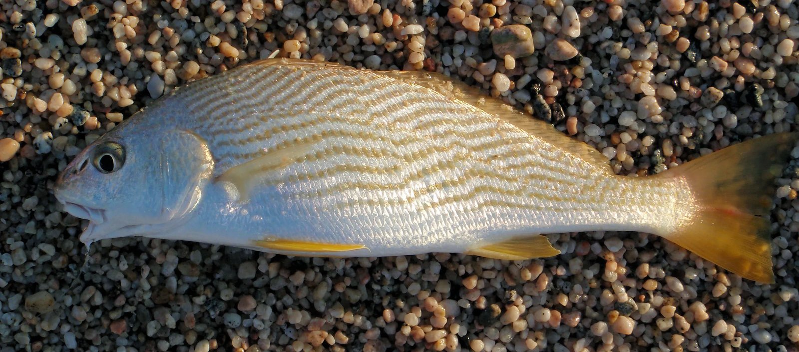 resources of Emperor Fish (Lencam) exporters