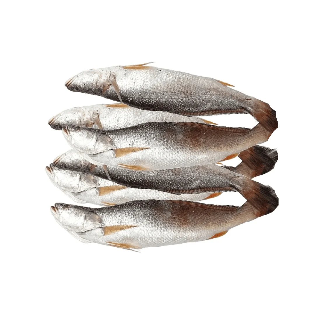 resources of Sea Bass exporters
