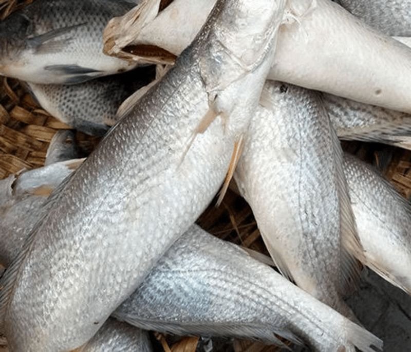 resources of Frozen  Pangasius Fillet- Large quantity exporters