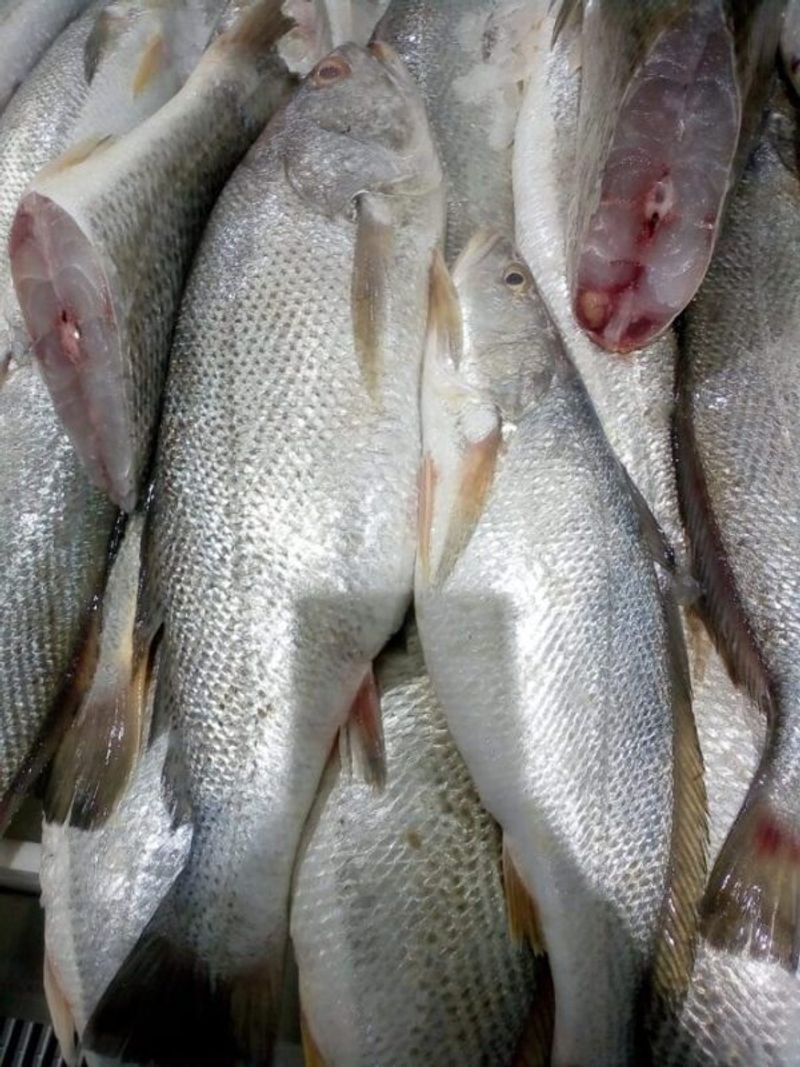 resources of Frozen Chilled high quality Tilapia Fish exporters