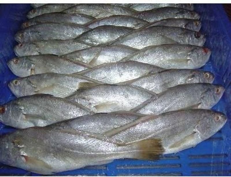 resources of Best Price & Quality - Frozen Tilapia Fish exporters