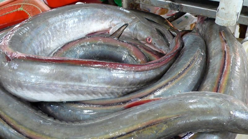 resources of Yellow Fin Tuna exporters