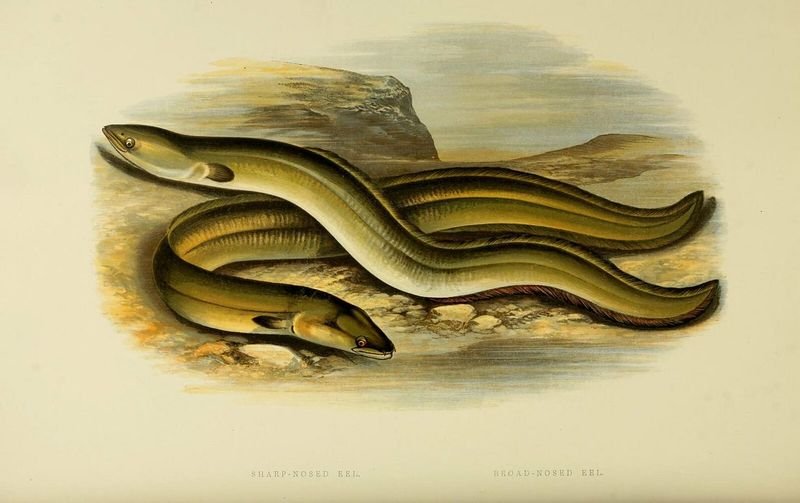 resources of Wild swamp eel, yellow eel exporters